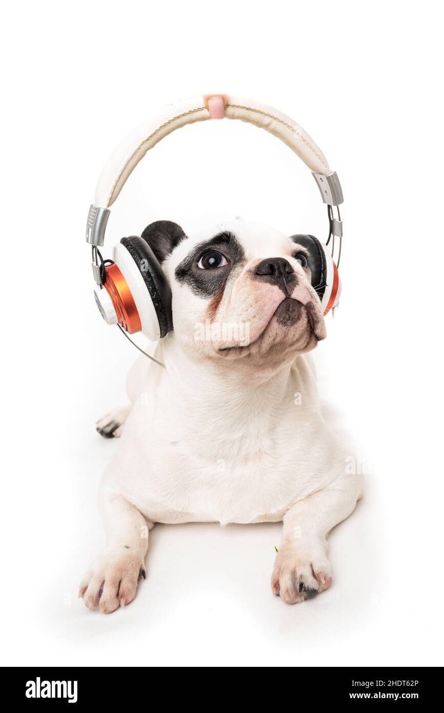 cuffie, bulldog francese, cuffie, auricolari, cuffie, cani da bulldog francesi Foto Stock