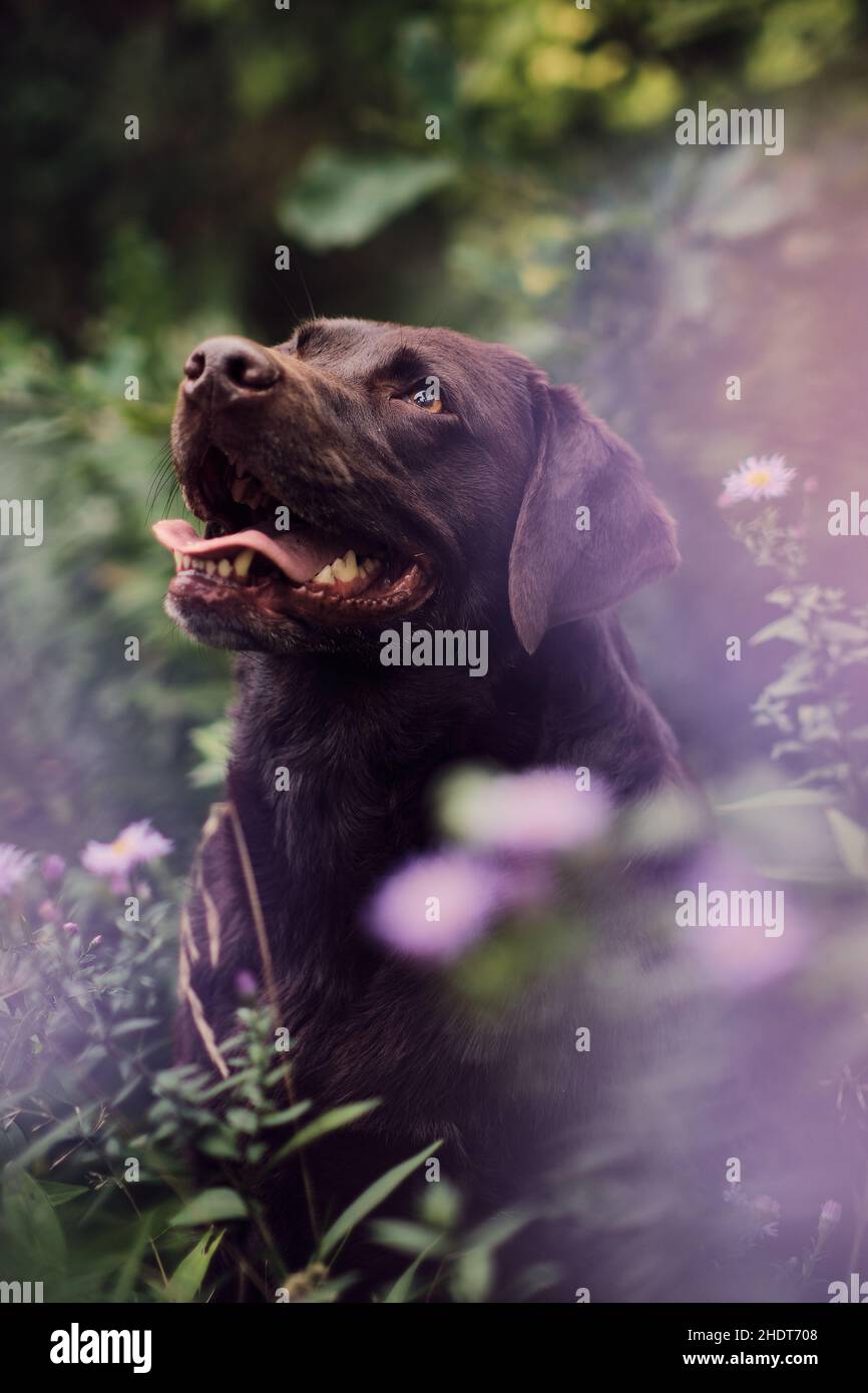 Labrador seduto in un campo con fiori viola e in attesa di un trattamento Foto Stock