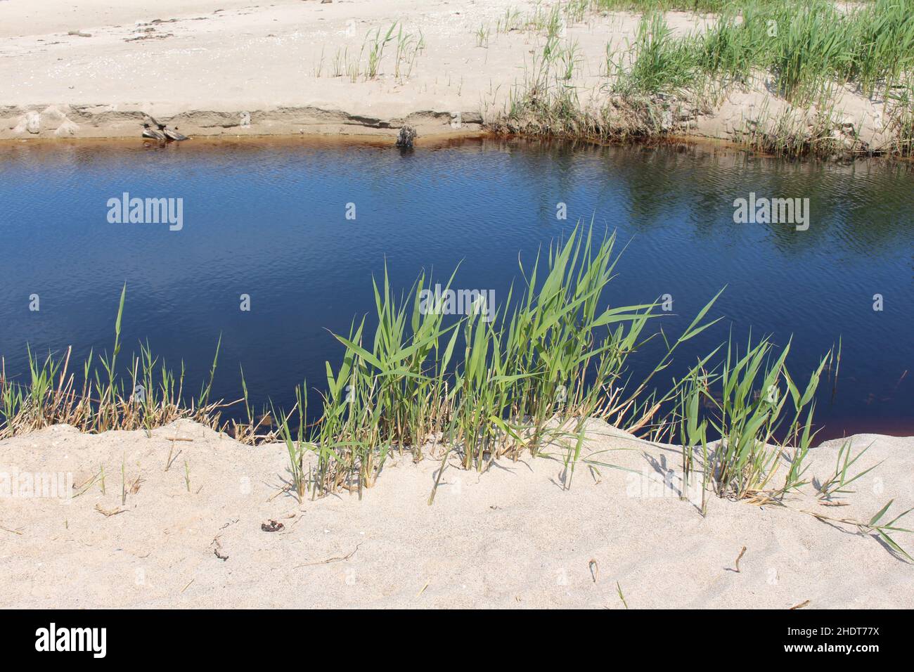 acqua salmastra, acque salmastre Foto Stock