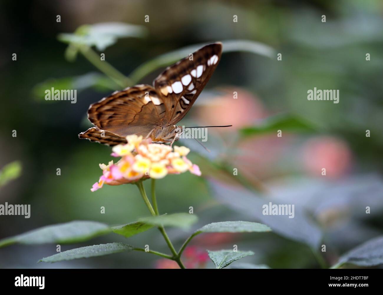 fiore, farfalla, fiori, farfalle Foto Stock