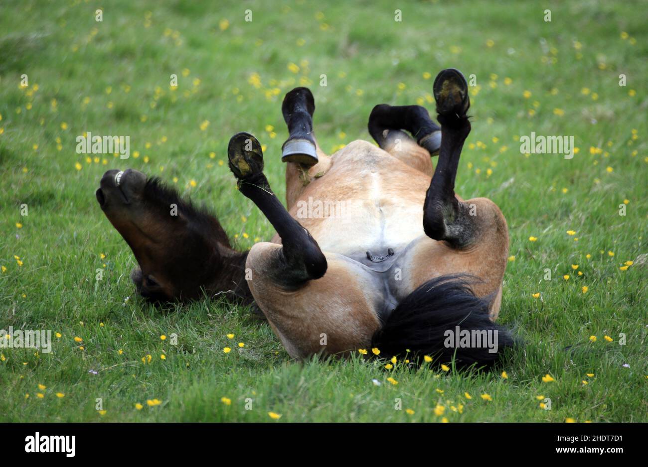 divertimento e relax, cavallo, divertimento e relax, divertimento e relax, cavalli Foto Stock