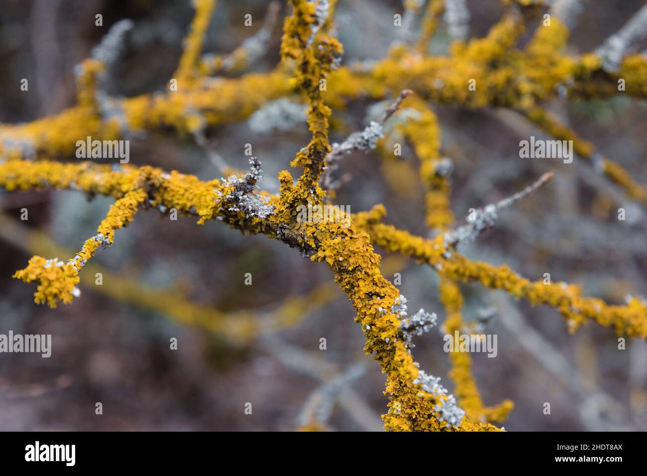 Lichen d'arancia comune, Xantoria parietina su ramo d'albero Foto Stock