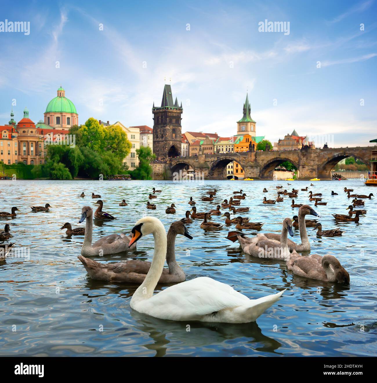 cigni, fiume moldava, ponte carlo, cigno, fiumi moldava, ponti carlo Foto Stock