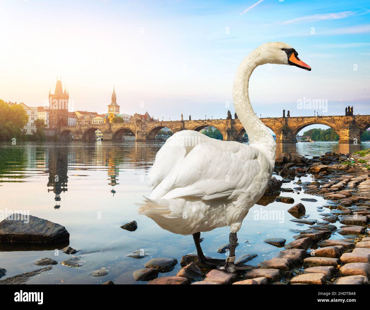 swan, praga, fiume moldava, cigni, pragues, fiumi moldava Foto Stock