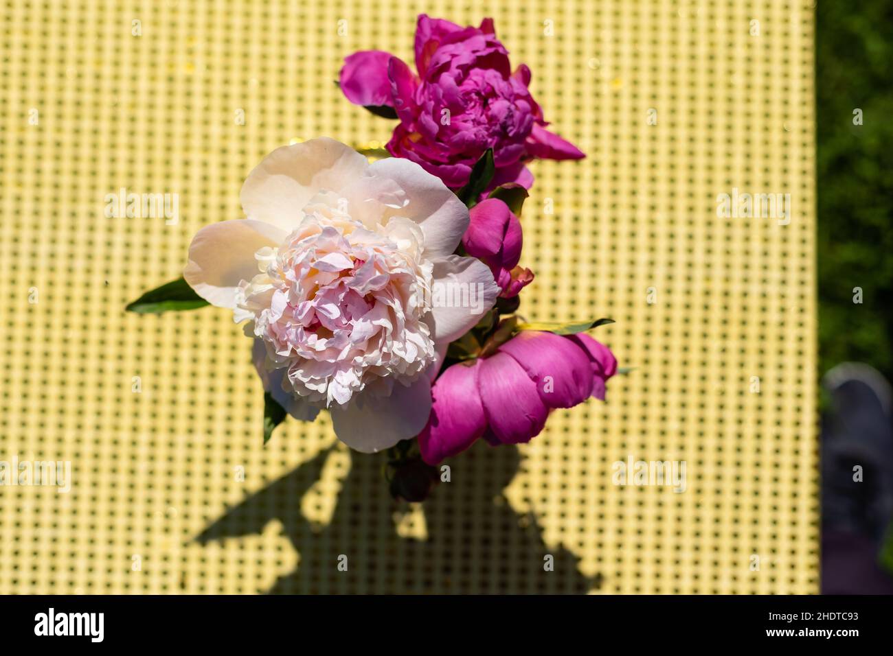 Bel bouquet di fiori peonie in un vaso di vetro con acqua in giardino, Ucraina. Albiflora di peonia rossa, rosa e bianca o paeonia officinalis. Foto Stock