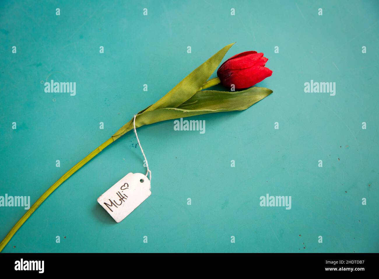 tulipano, giorno delle madri, tulipani, giorni delle madri Foto Stock