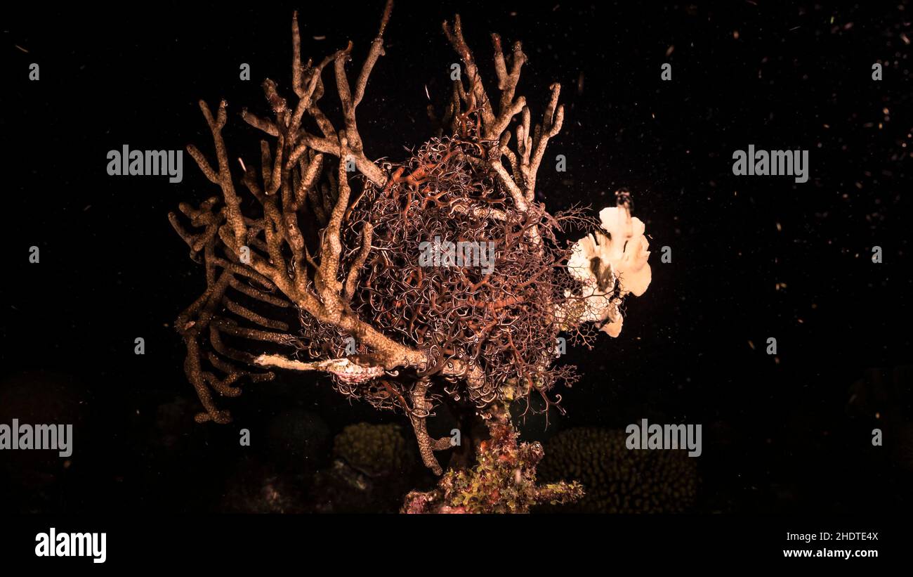 Seascape notte con basket star, corallo, e spugna nella barriera corallina del Mar dei Caraibi, Curacao Foto Stock