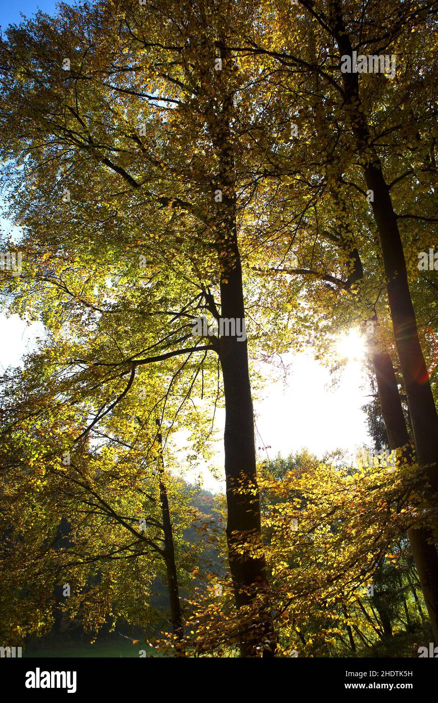 autunno, foresta decidua, caduta, foreste decidue Foto Stock