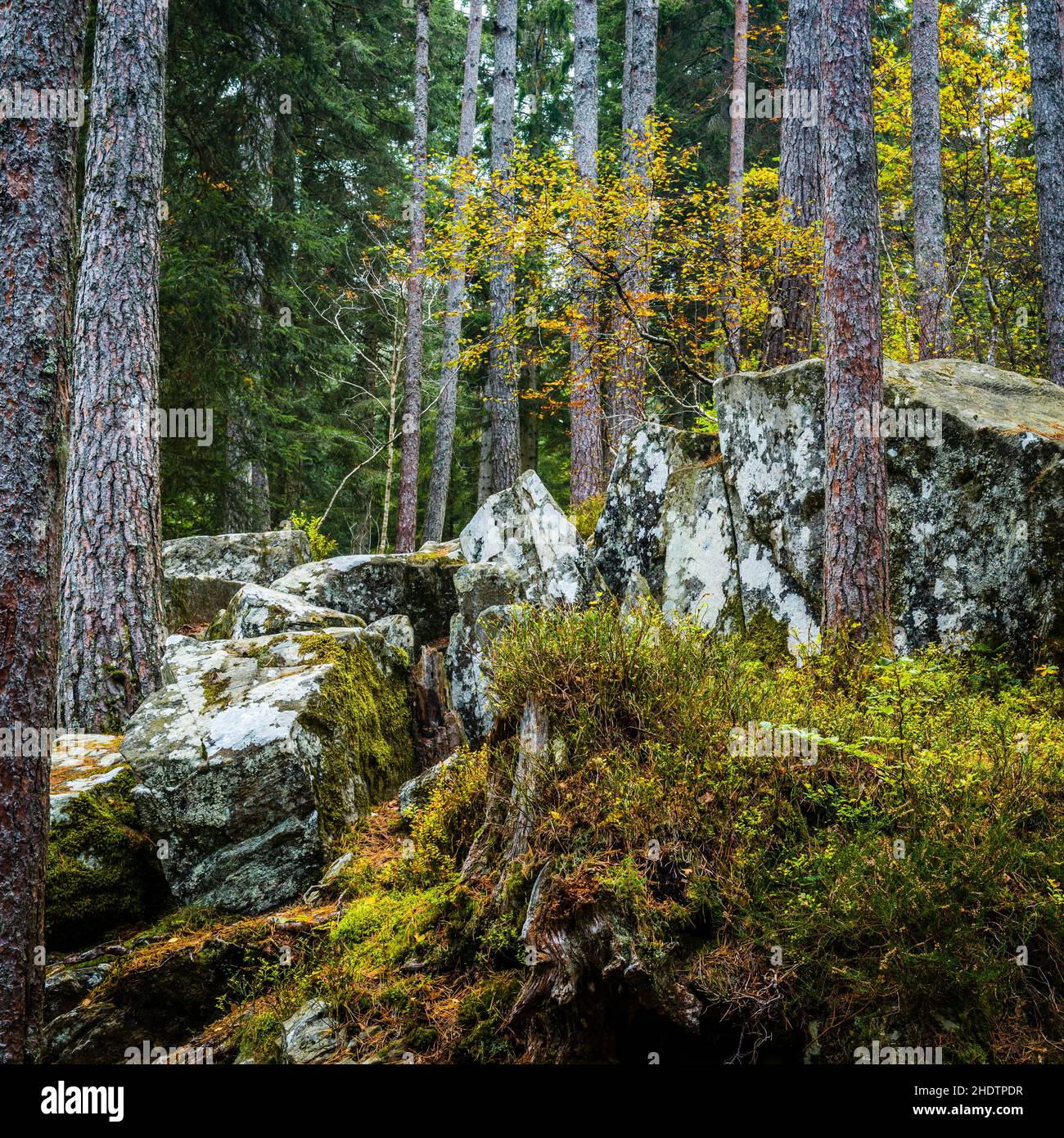 foresta, conifere, foreste, legno, bosco, boschi Foto Stock