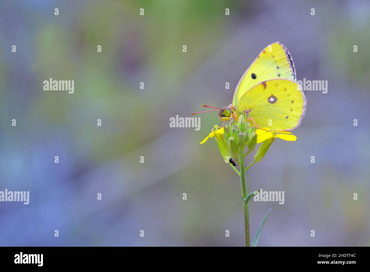 farfalla bianca, farfalla di zolfo, farfalle bianche Foto Stock