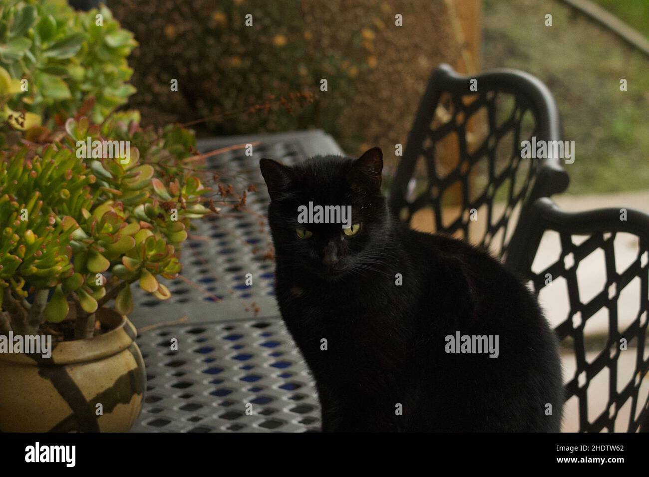 Primo piano del gatto Bombay seduto sulla sedia in giardino. Foto Stock