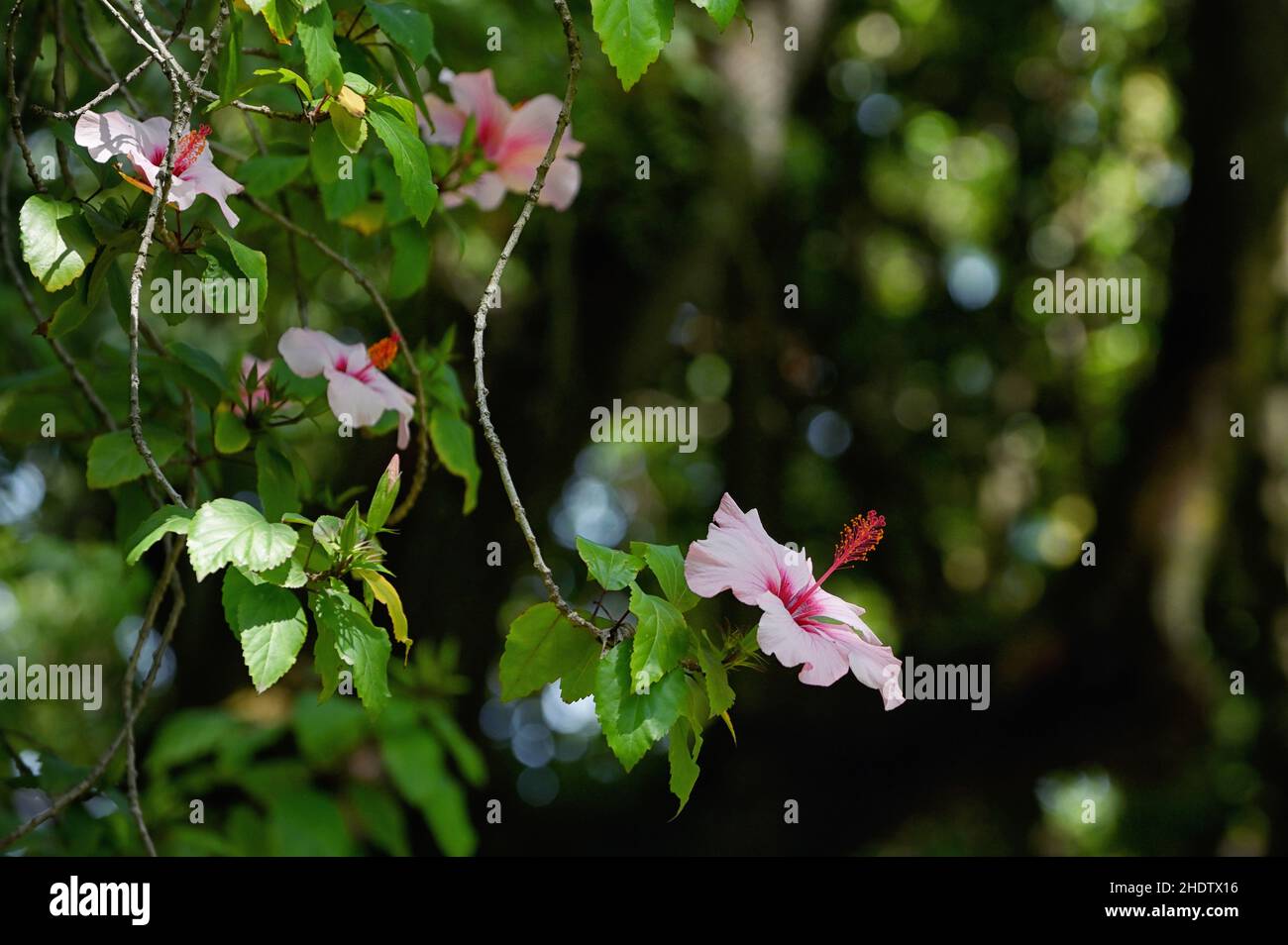 Pianta e fiori di ibisco immagini e fotografie stock ad alta risoluzione -  Alamy
