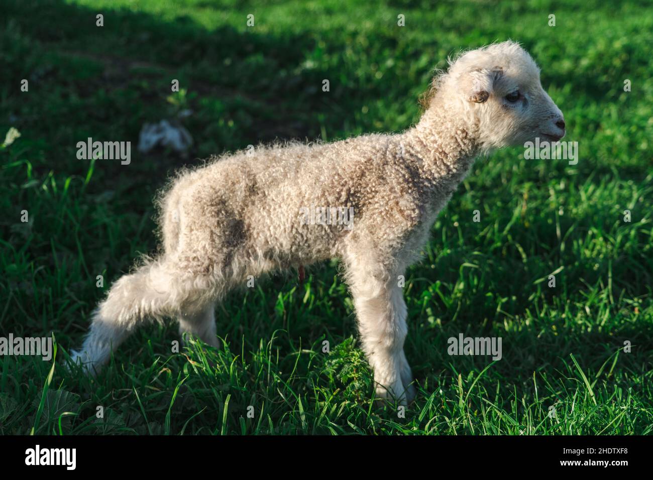 Primo piano di una piccola pecora in piedi sull'erba in una giornata di sole Foto Stock