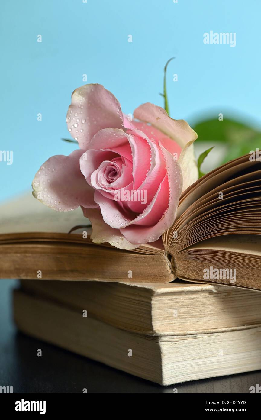 letteratura, romanzo, libro d'amore, letterature, romanzi, libri d'amore, romanzo d'amore, romanticismo Foto Stock