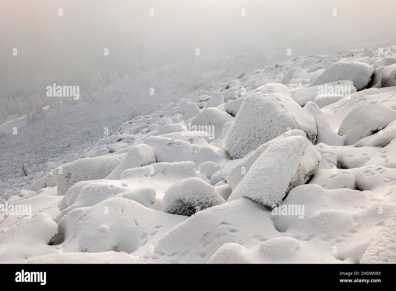 Paesaggio invernale, i Monti Carpazi in Polonia, pietre bianche in primo piano, alberi e pini di montagna sullo sfondo, e nebbia Foto Stock
