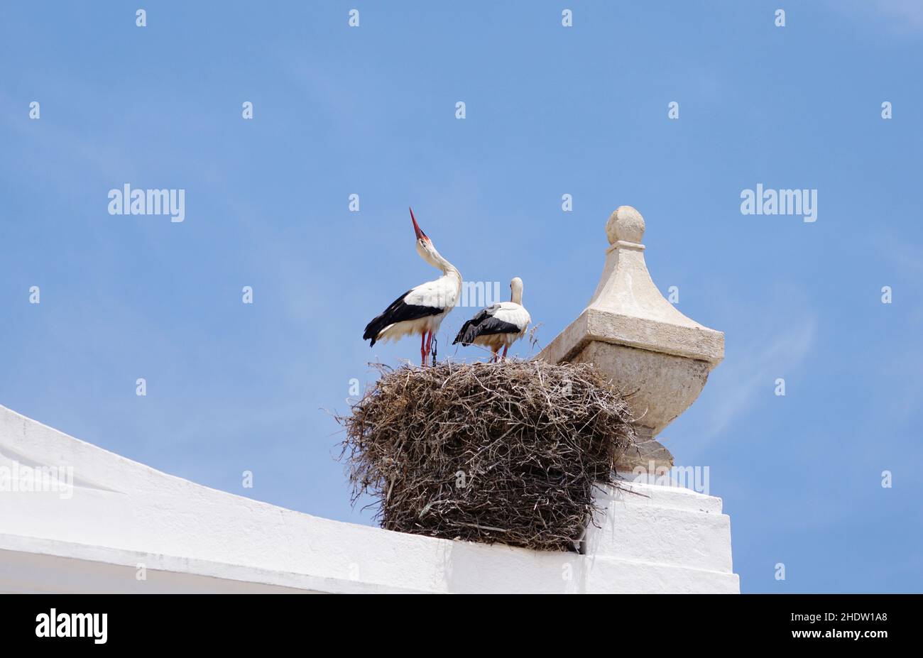 cicogna bianca, picchiettio, cicogne bianche, battiti Foto Stock