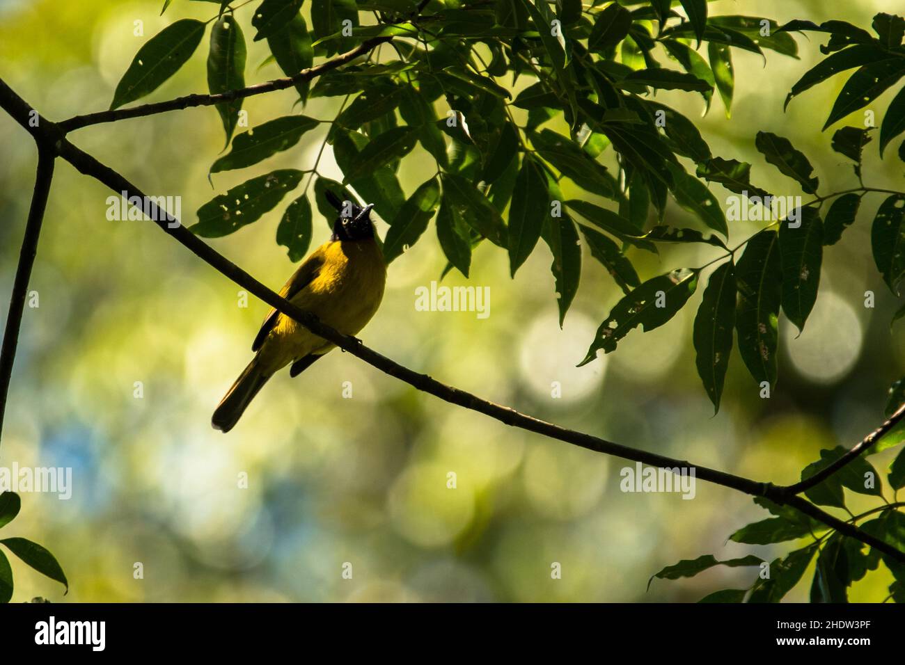 Bulbul nero-crestato, Pycnonotus melanicterus flaviventris Foto Stock