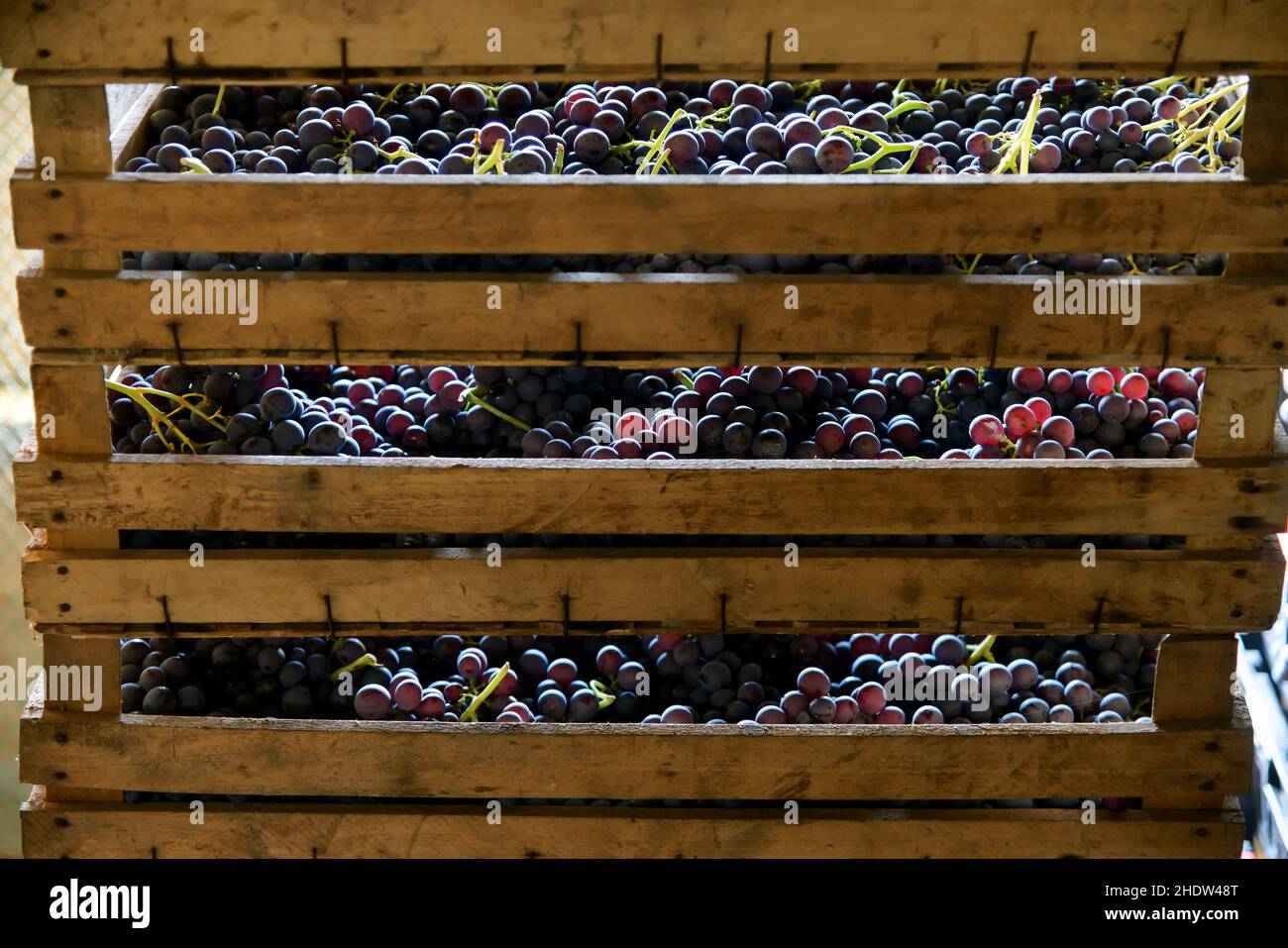 Grande cassa di legno piena di uve nere appena raccolte per la vinificazione in una vista ravvicinata all'aperto retroilluminata dal sole Foto Stock