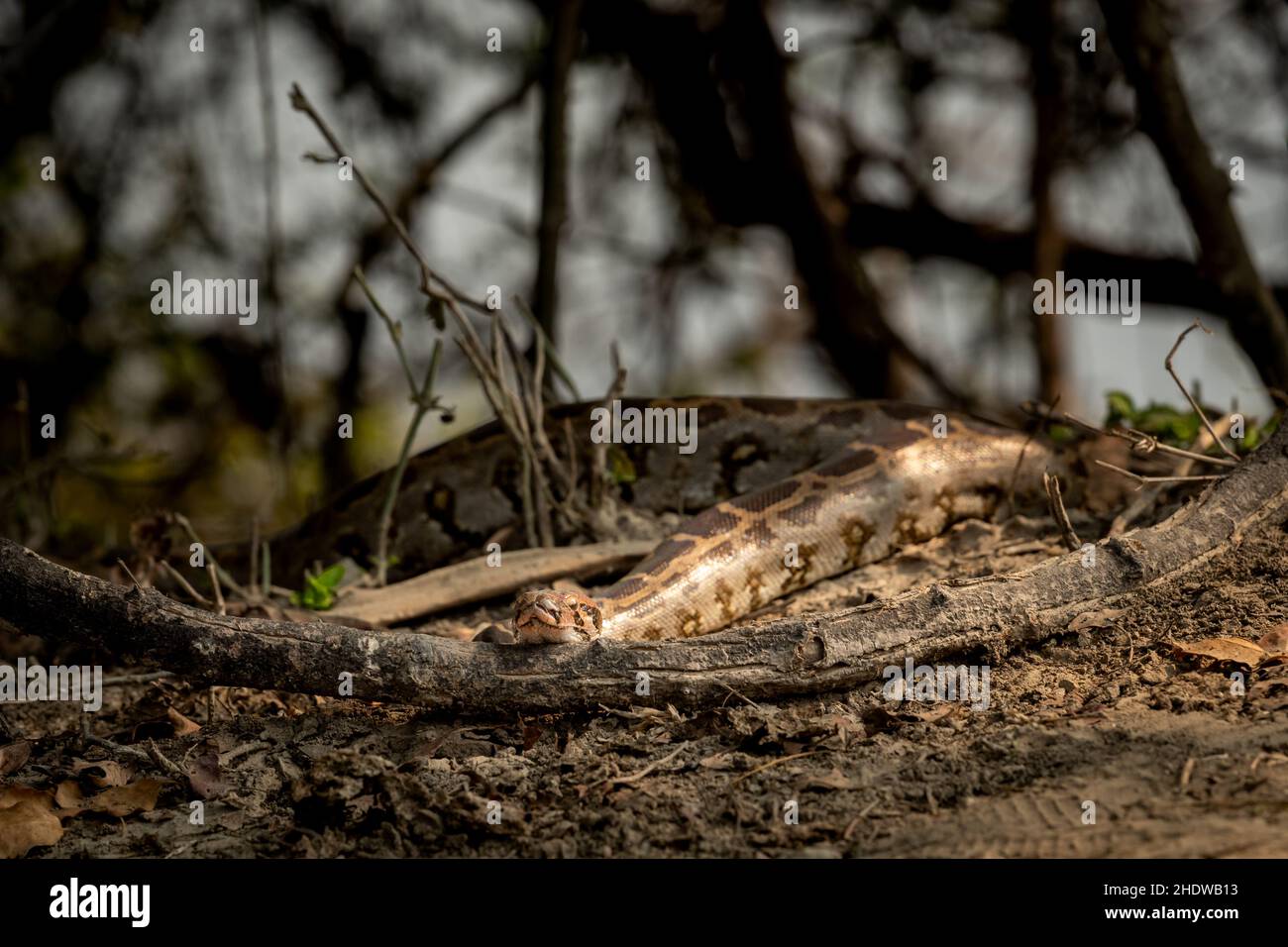 Python molurus o pitone rock indiano che si crogiolano alla luce del sole durante gli inverni al keoladeo National Park o bharatpur santuario rajasthan india Foto Stock