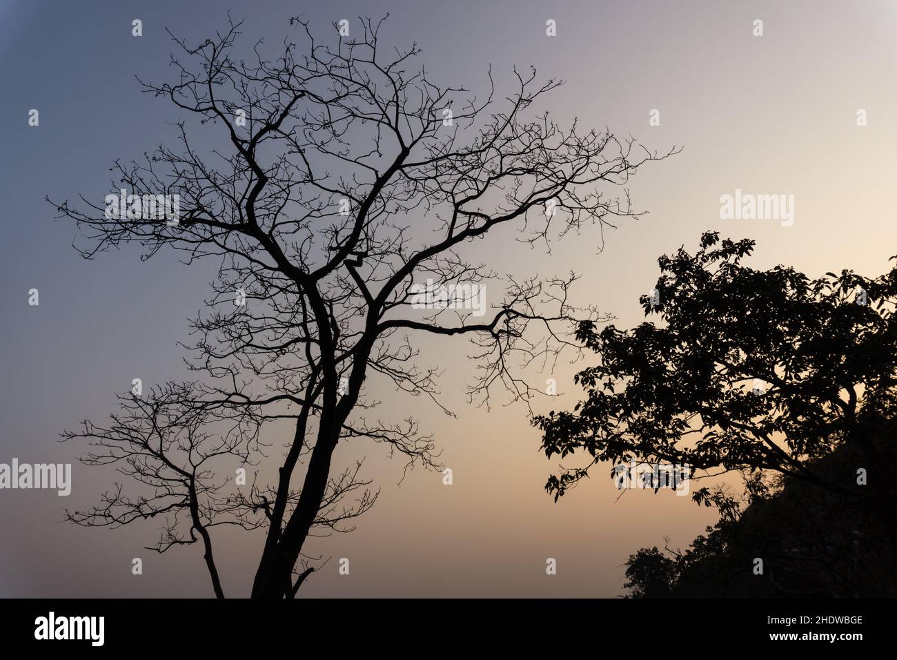 Silhouette di un albero senza foglie su una collina circondata da montagne. Foto Stock