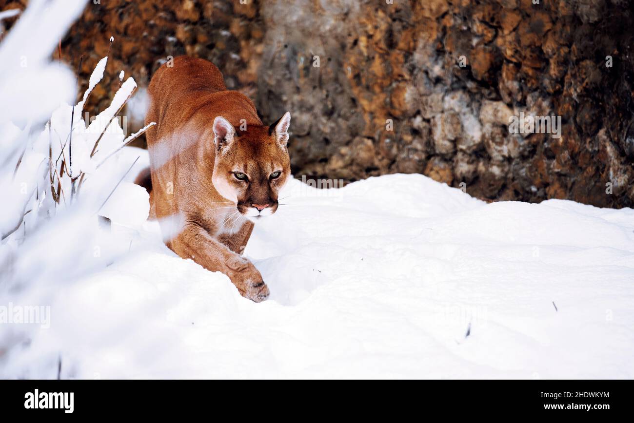 Puma nei boschi invernali, Mountain Lion look. Il leone di montagna caccia  in una foresta innevata.
