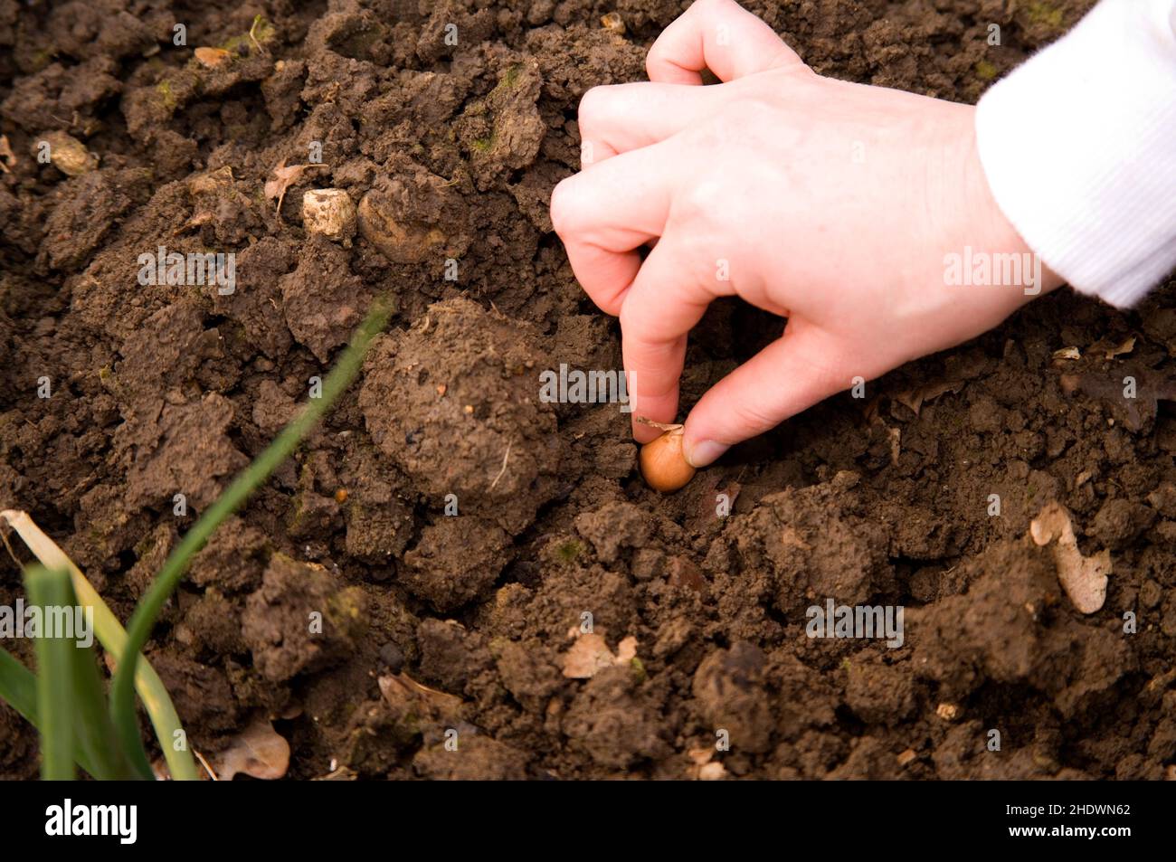 piantando gli insiemi della cipolla su una collina di burgess di allotment Foto Stock