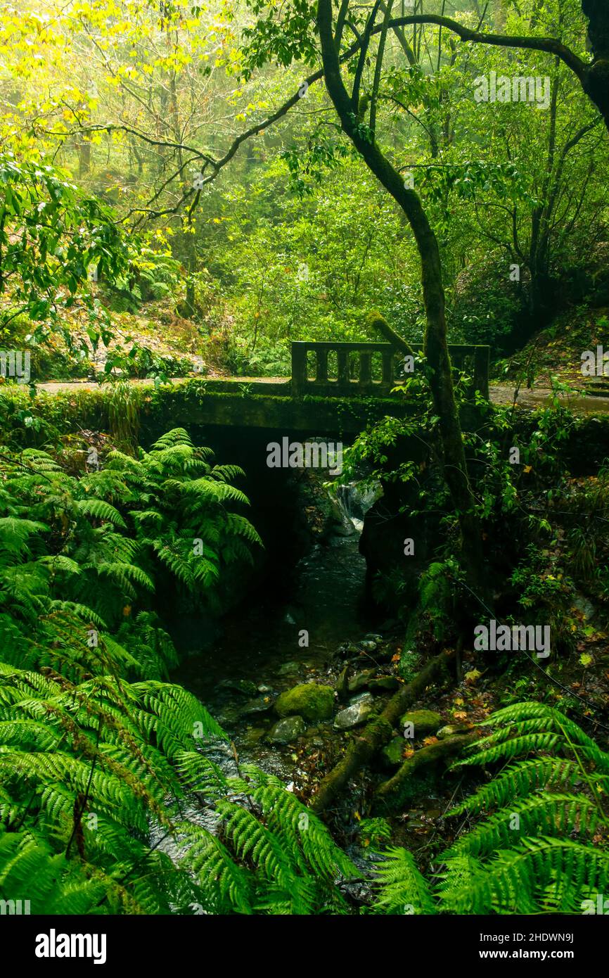 Colpo verticale di un vecchio ponte che attraversa un lago circondato da una foresta a Madeira, Portogallo Foto Stock