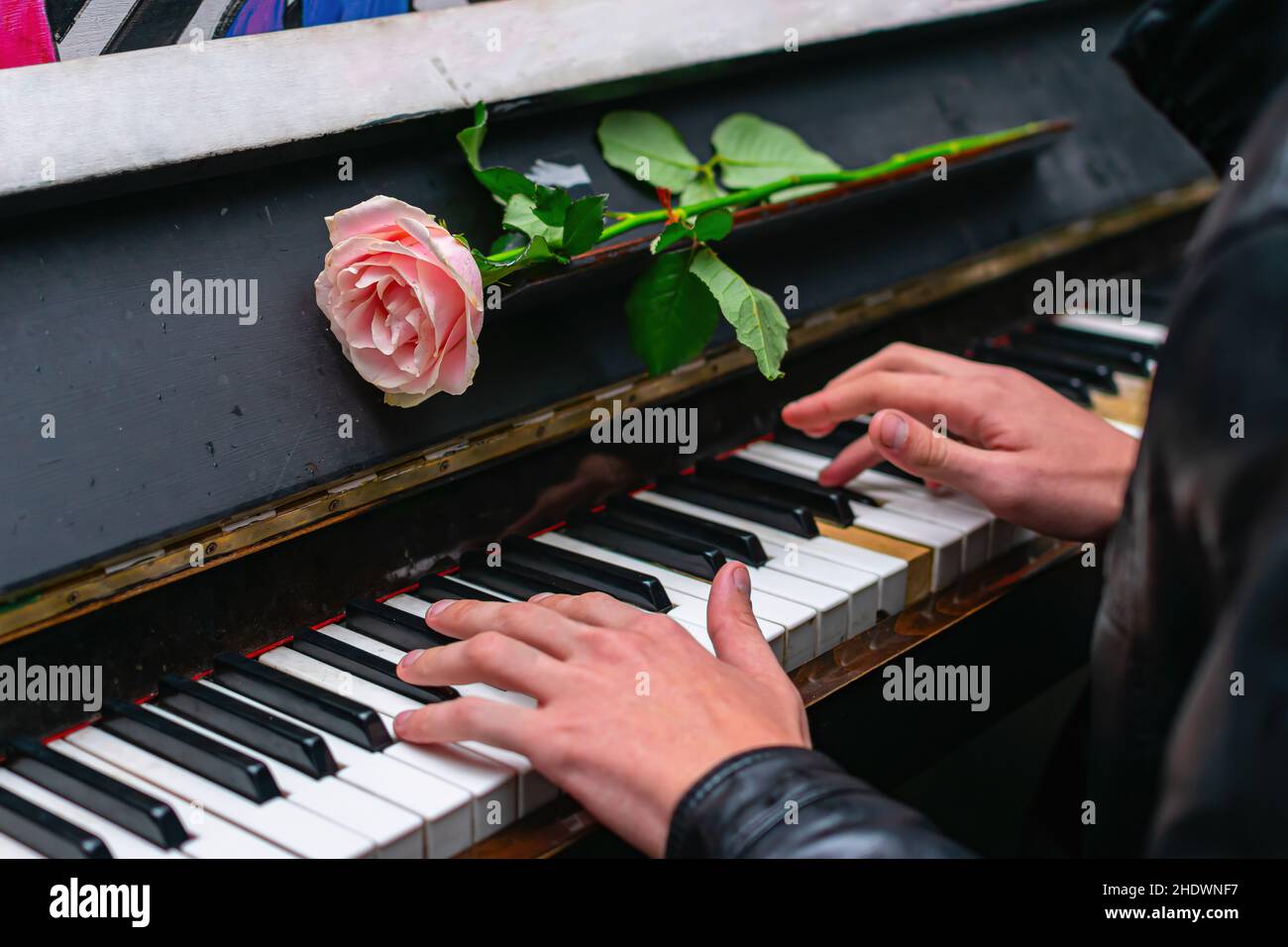 Le mani di un musicista di strada che suona il pianoforte su cui giace una rosa Foto Stock