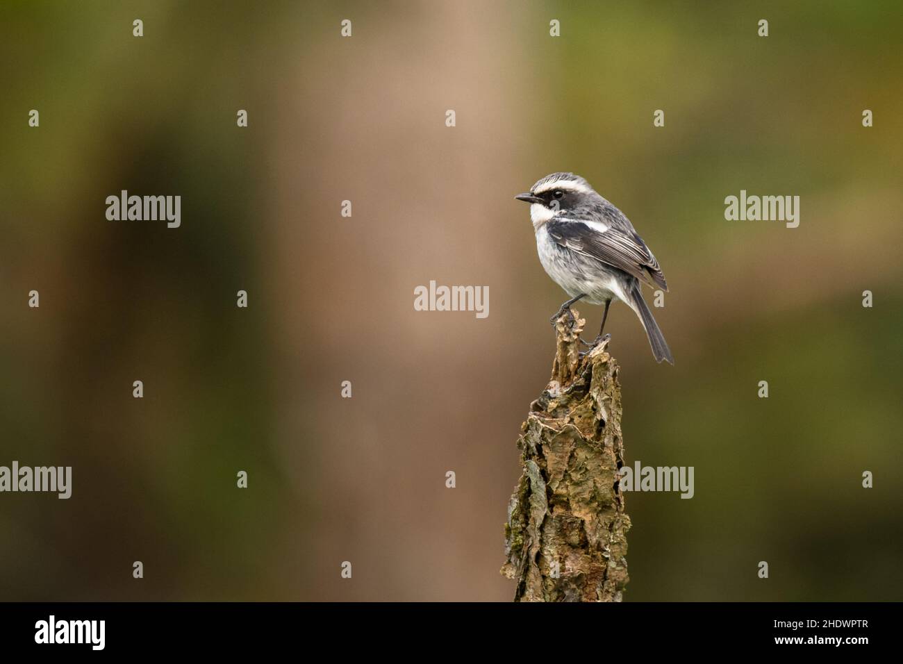 Gray Bush chat, Sassicola ferreus Foto Stock