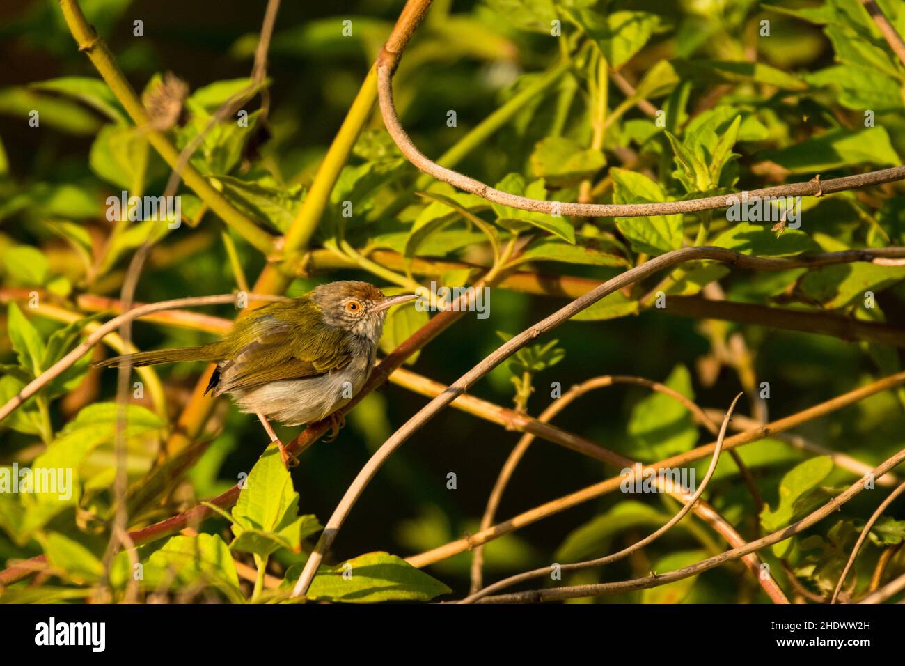 Tailorbird comune, Orthotomus sutorius, Vietnam Foto Stock