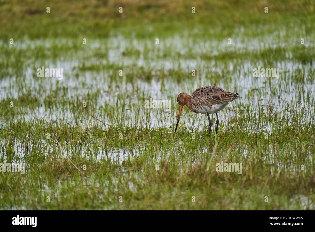 Il godwit dalla coda nera, Limosa limosa, è un grosso cetriolo con gambe lunghe e una bolletta molto lunga Foto Stock