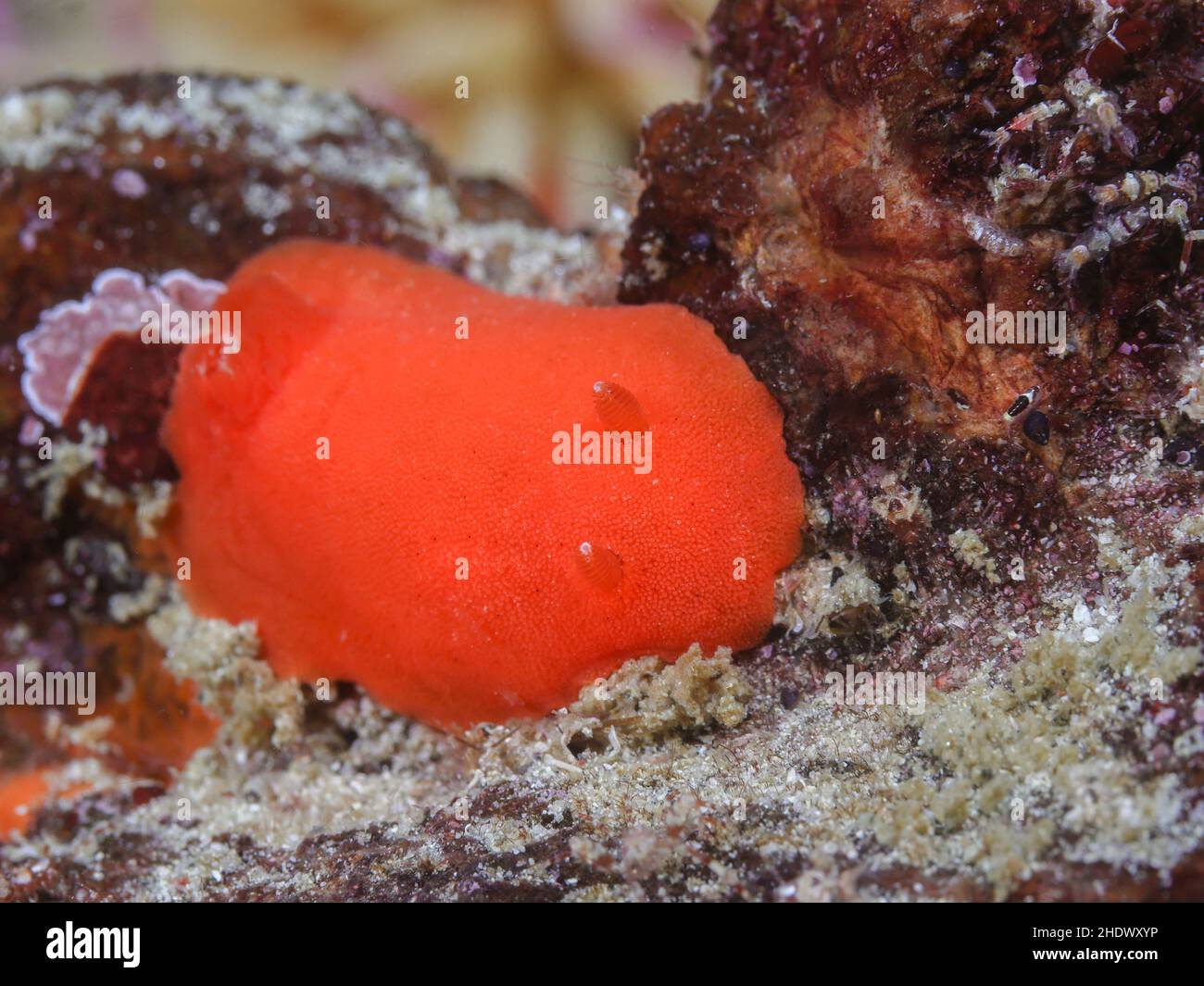 Un doride arancione o un mare slug (Rostanga elandsia) sott'acqua sulla barriera corallina. Foto Stock