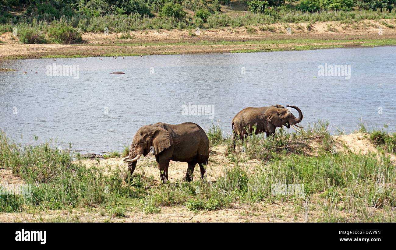 elephant, parco nazionale kruger, elefanti, parchi nazionali kruger Foto Stock