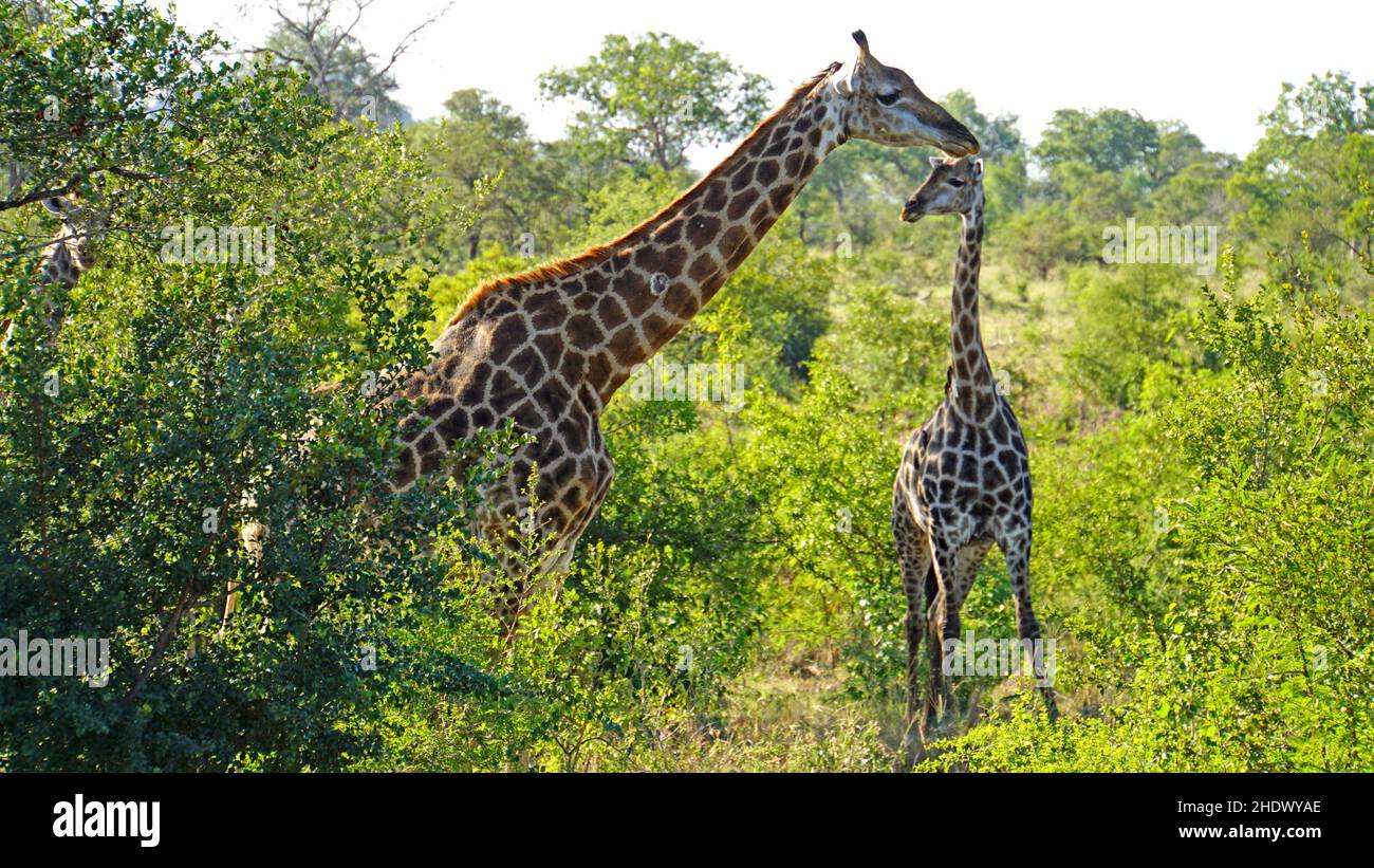 giraffe, parco nazionale kruger, giraffe, parchi nazionali kruger Foto Stock
