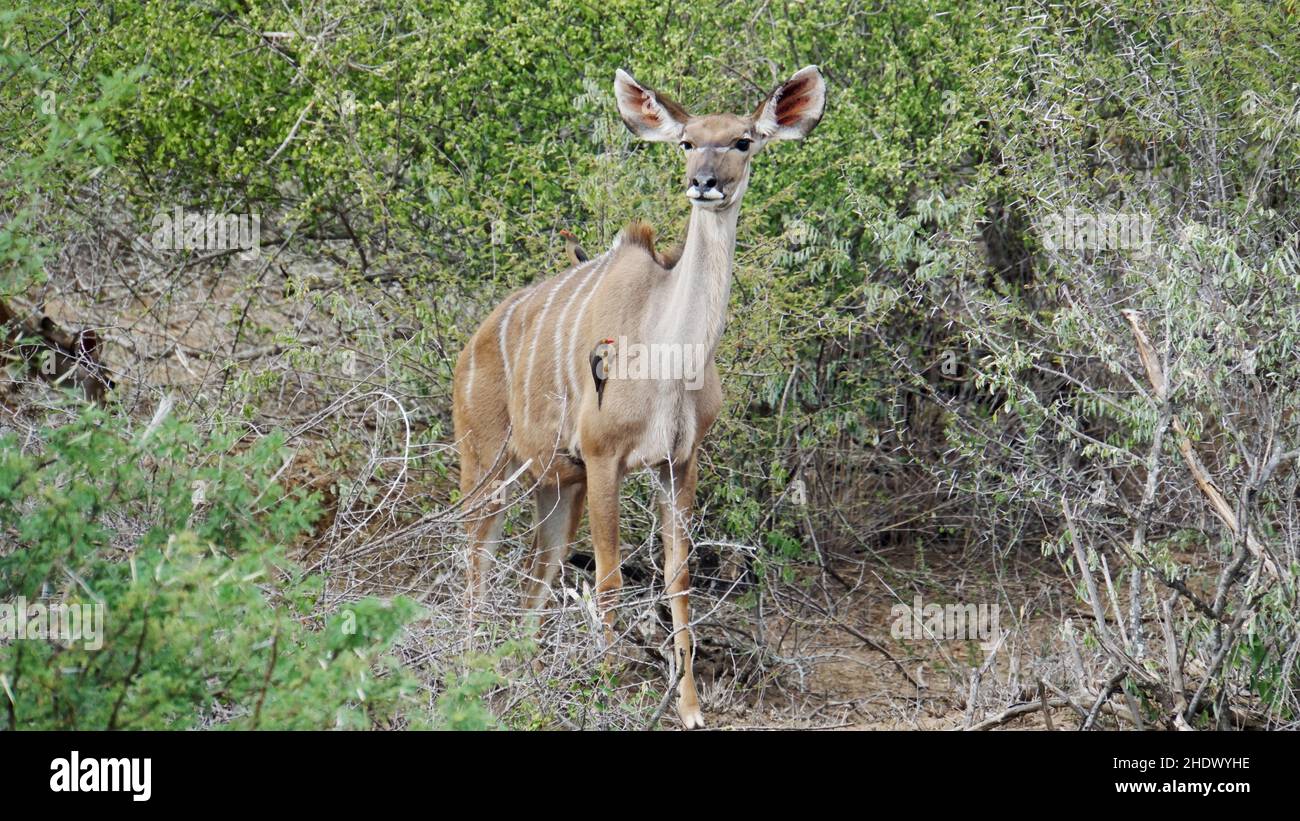 kudu, oxpecker con fattura rossa, kudus Foto Stock