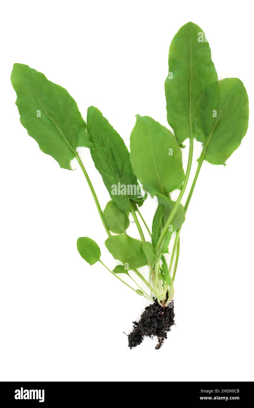 Pianta di spinaci organici con radice palla. Cibo sano molto alto in antiossidanti, vitamine e minerali per il sistema immunitario Boost su sfondo bianco. V superiore Foto Stock