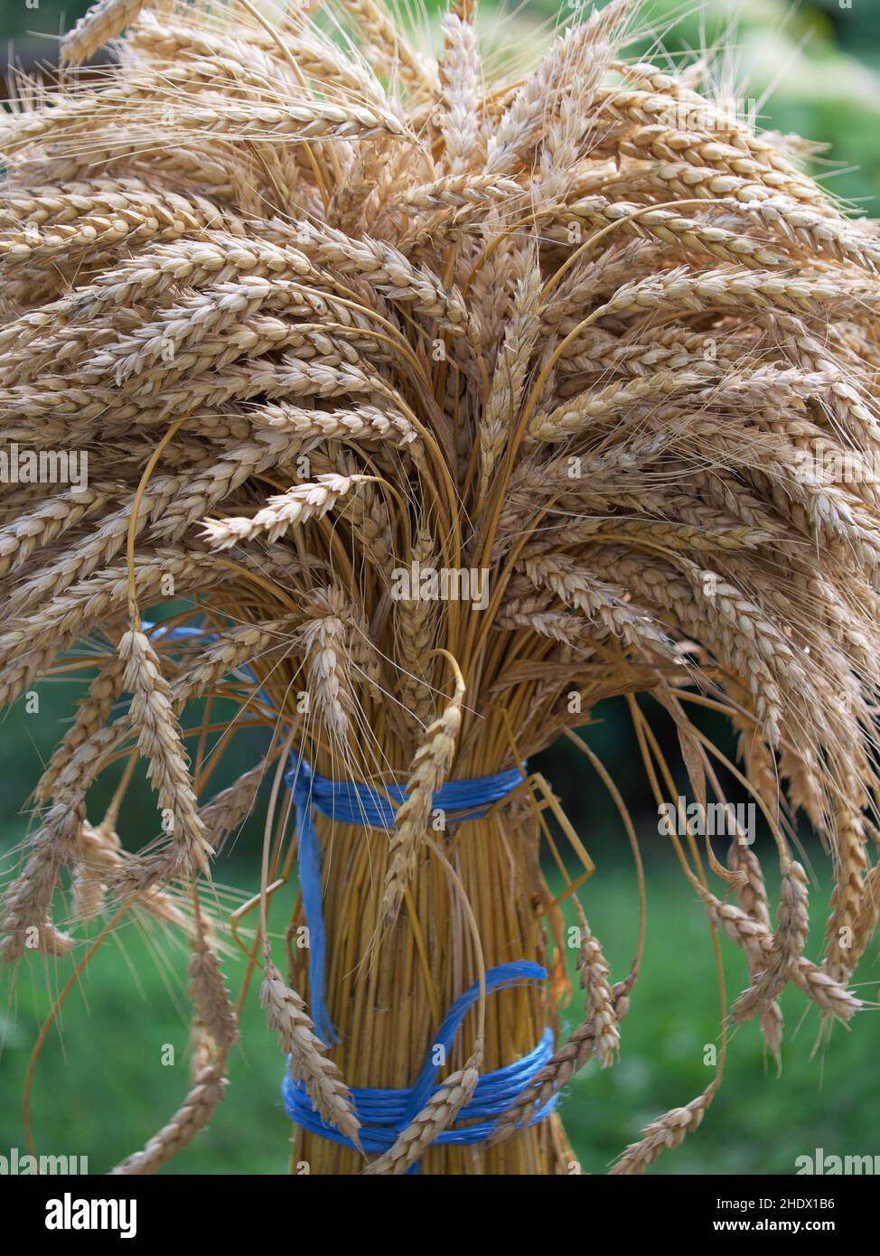 Un taglio di spighe di grano, primo piano. Un mazzo di spikelets maturi legati con corde blu. Foto Stock