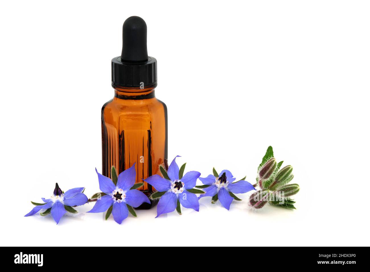 Erba di borragine per la medicina di erbe naturopatica con bottiglia di olio essenziale. Usato come sedativo per i problemi ormonali, è un antinfiammatorio. Foto Stock
