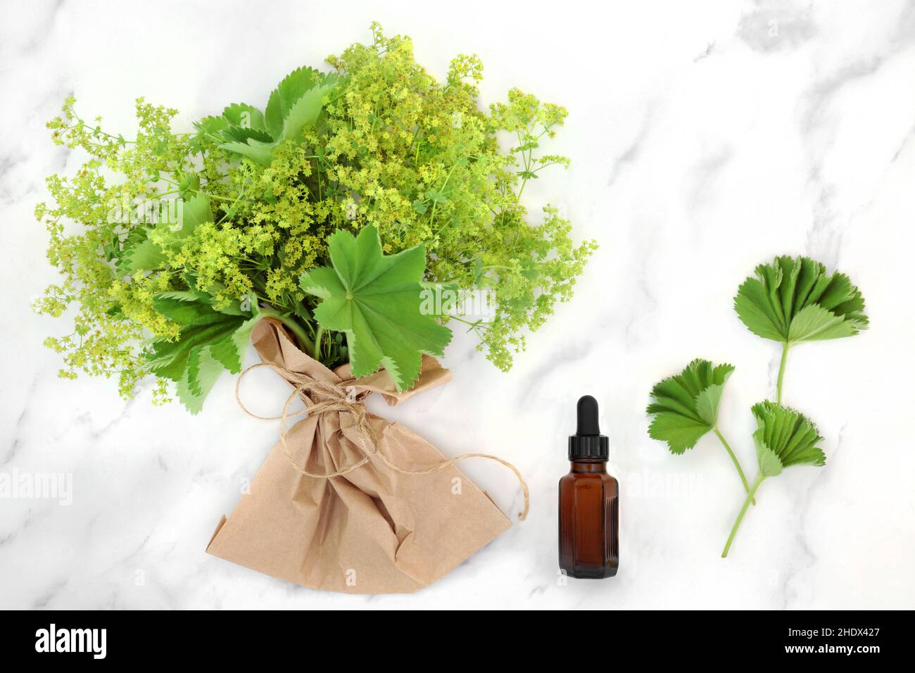 L'erba del mantello delle Signore con la bottiglia essenziale dell'olio usata nella medicina della pianta di erbe per trattare i problemi mestruali e menopausal femminili, è antinfiammatoria. Foto Stock
