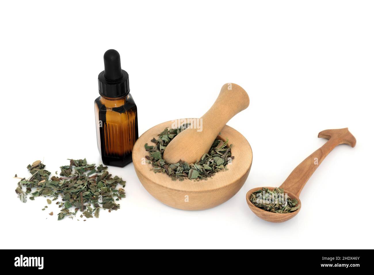 Lungwort herb foglia pianta medicina di erbe per la preparazione essenziale dell'olio, tratta le malattie polmonari e le condizioni respiratorie. Foto Stock