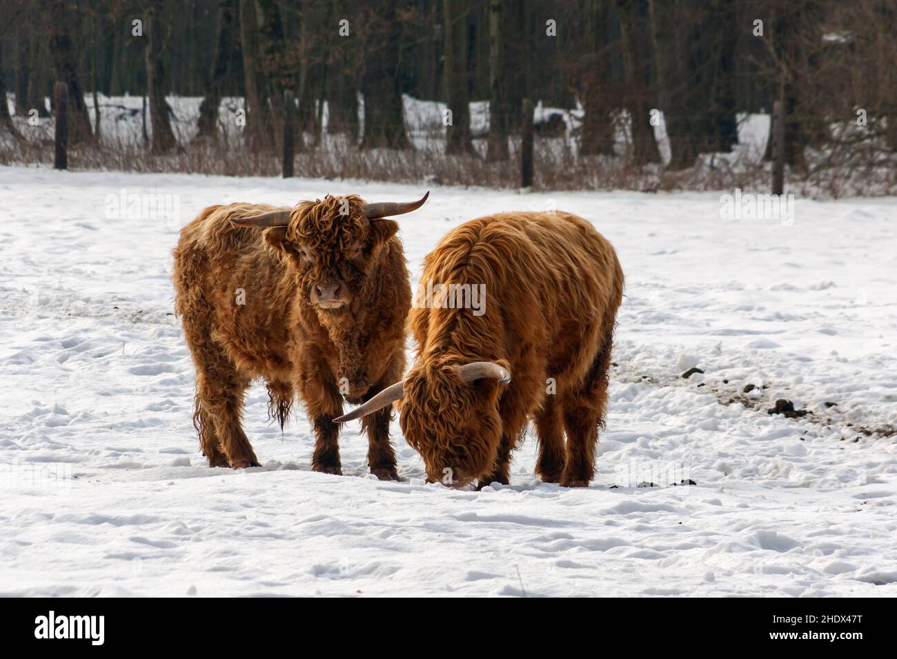 bestiame delle highland, cratatte delle highland Foto Stock