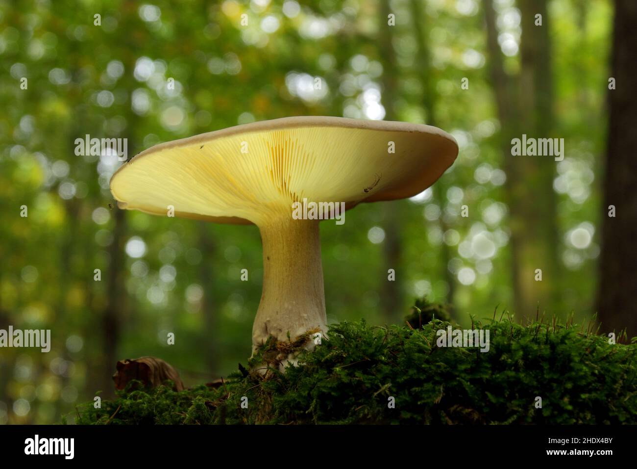 funghi, imbuto a nube, funghi Foto Stock