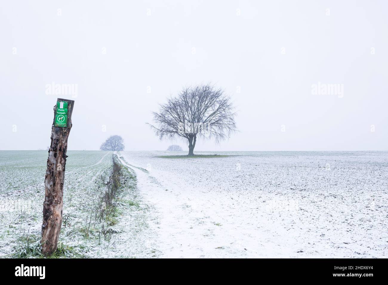 Sentiero pubblico attraverso un campo di farmerland coperto di neve con un albero solitario sullo sfondo. Foto Stock