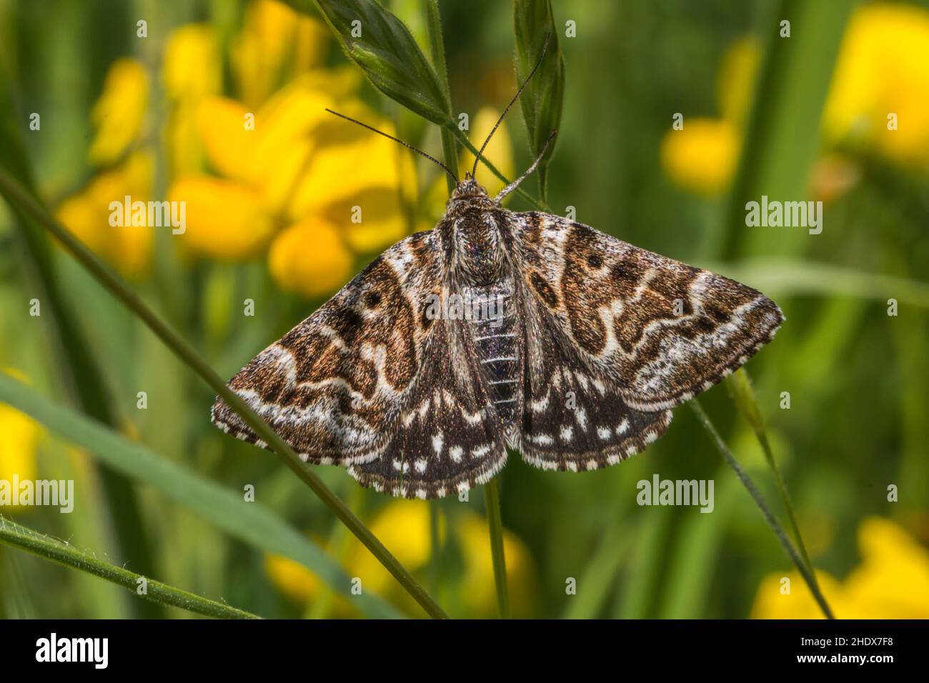 butterfly, madre shipton moth, farfalle, callistege mi, euclidia mi, madre shipton Foto Stock