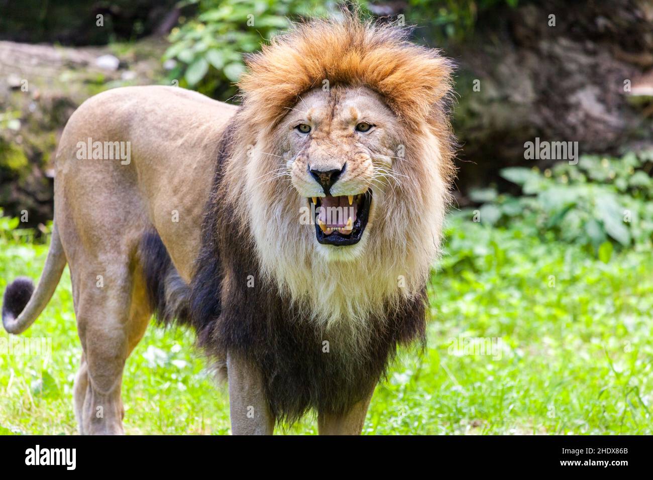 snarling, aggressivo, leone, growling, aggressivi, leone, leoni Foto Stock
