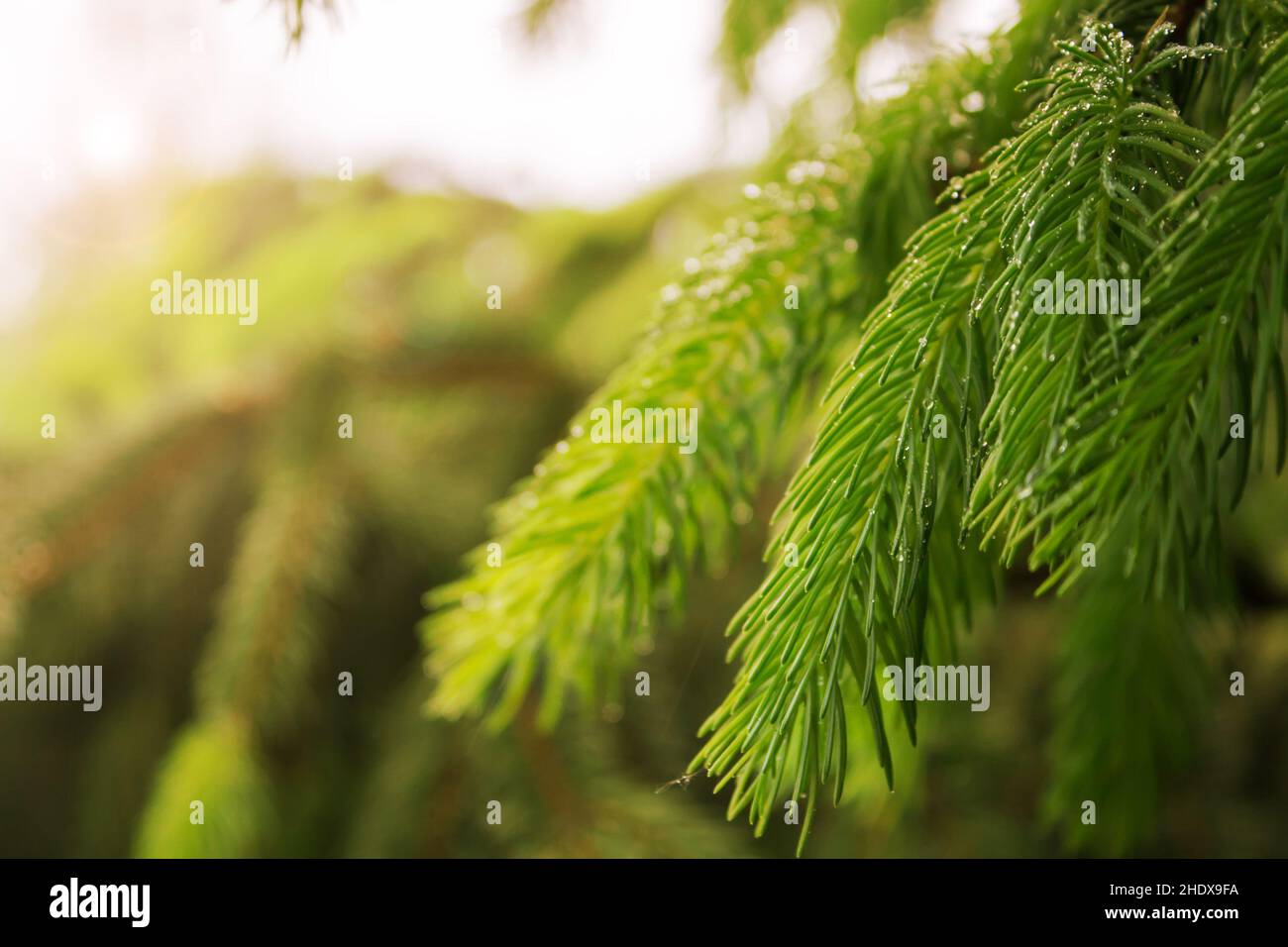 ramoscelli, conifere, ramoscelli, conifere Foto Stock