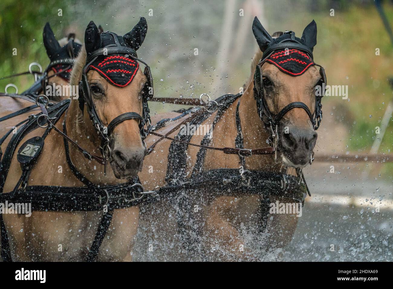 cavalli da corsa, cavalli da traino, carrozza e quattro, cavalli da traino, carrozza e farine, squadra sfruttata Foto Stock