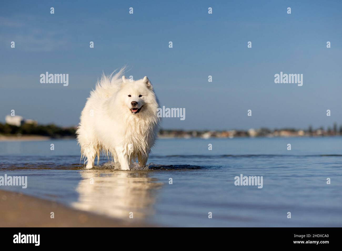 Bellissimo cane bianco Samoyed in piedi nell'acqua blu sulla spiaggia. Foto Stock