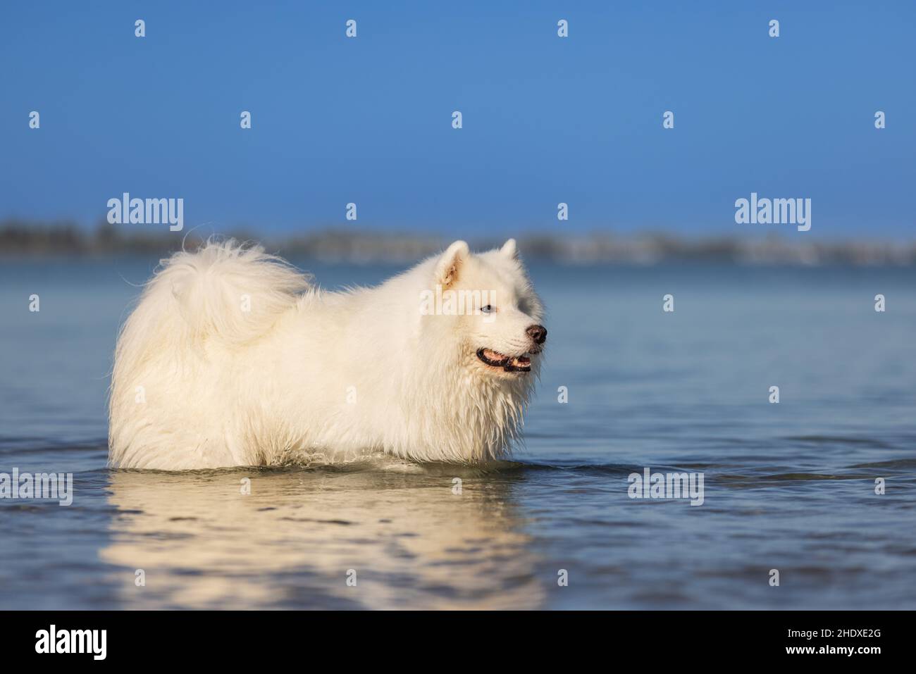 Bellissimo cane bianco Samoyed in piedi nell'acqua blu sulla spiaggia. Foto Stock