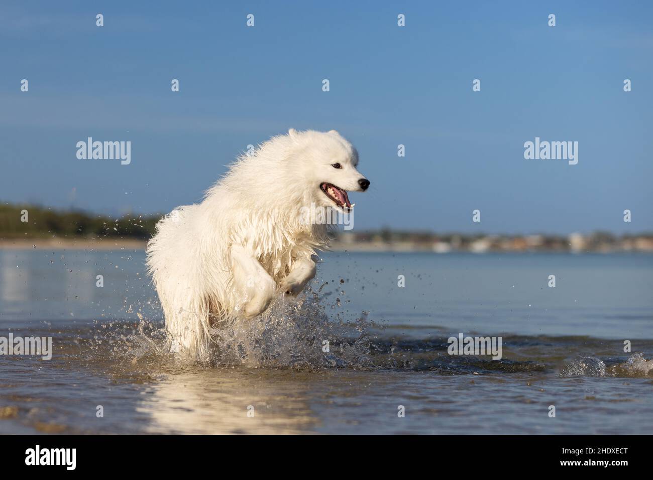 Un cane samoyed bianco soffice che si aggetta attraverso l'acqua alla spiaggia. Foto Stock